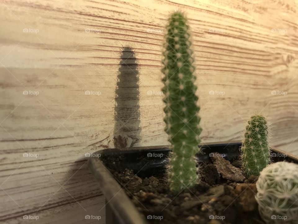 Shadow of a succulent.