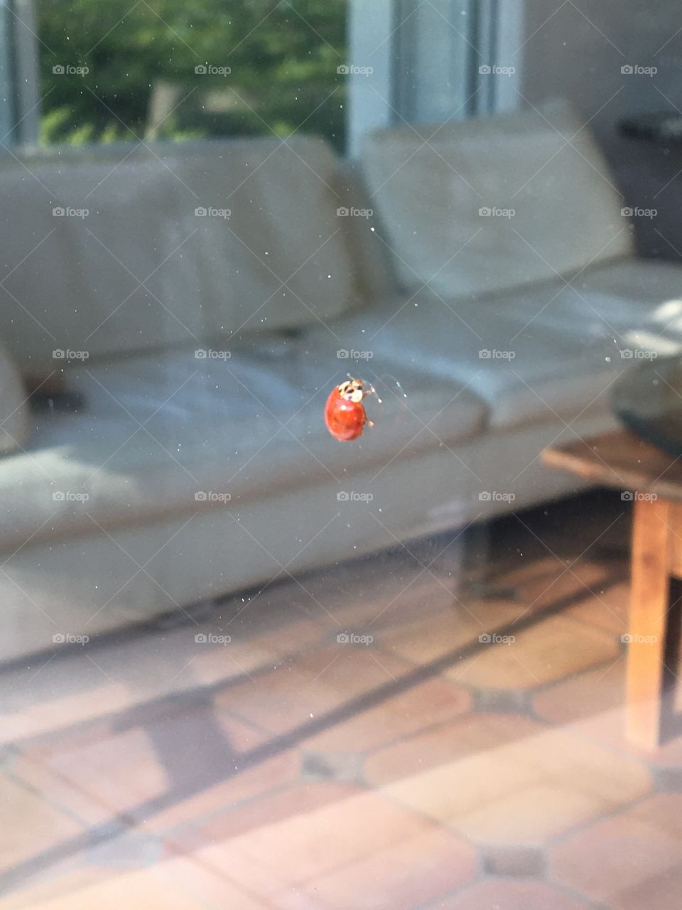 L - as Ladybug of this Sunday morning 