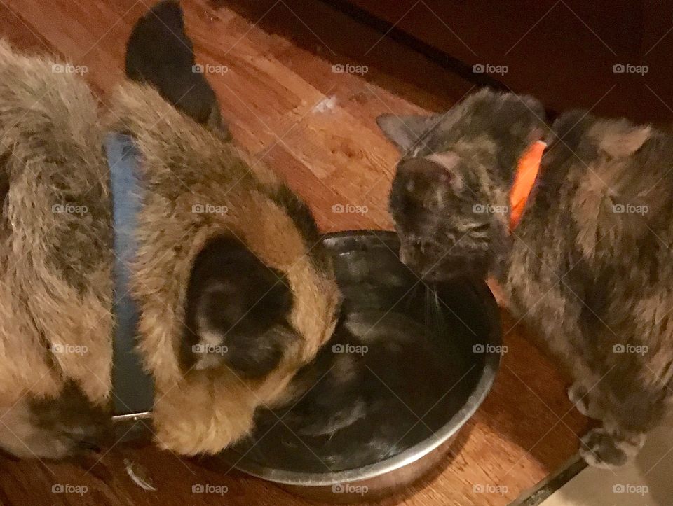 Dog and cat sharing a water bowl
