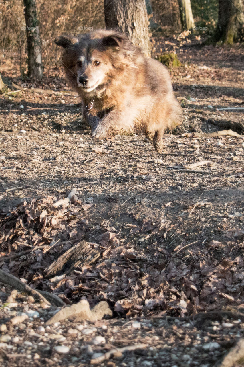 Hover dog