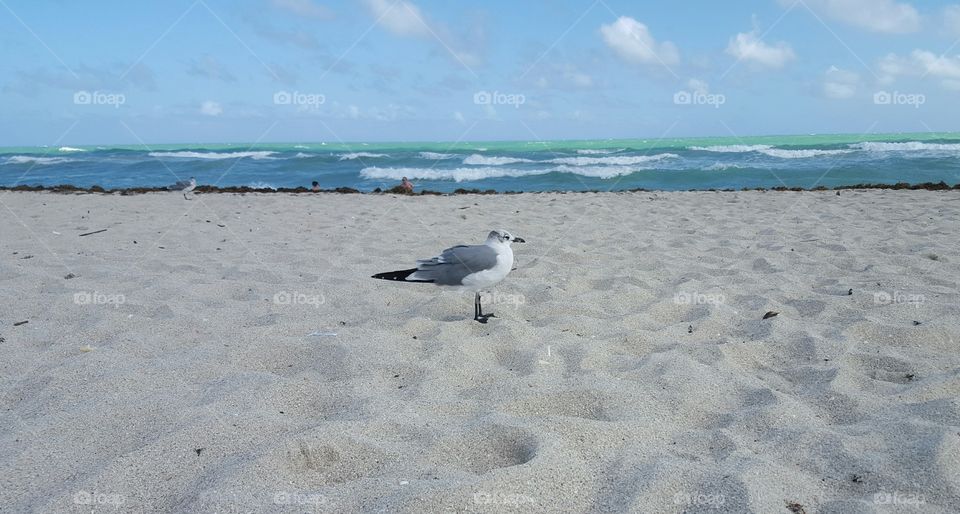 Seagull on the beach - fiskmås på stranden