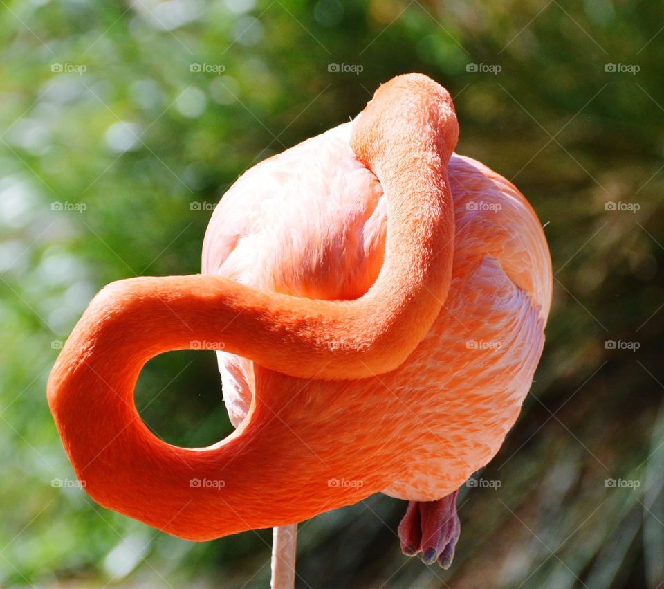pink flamingo bird