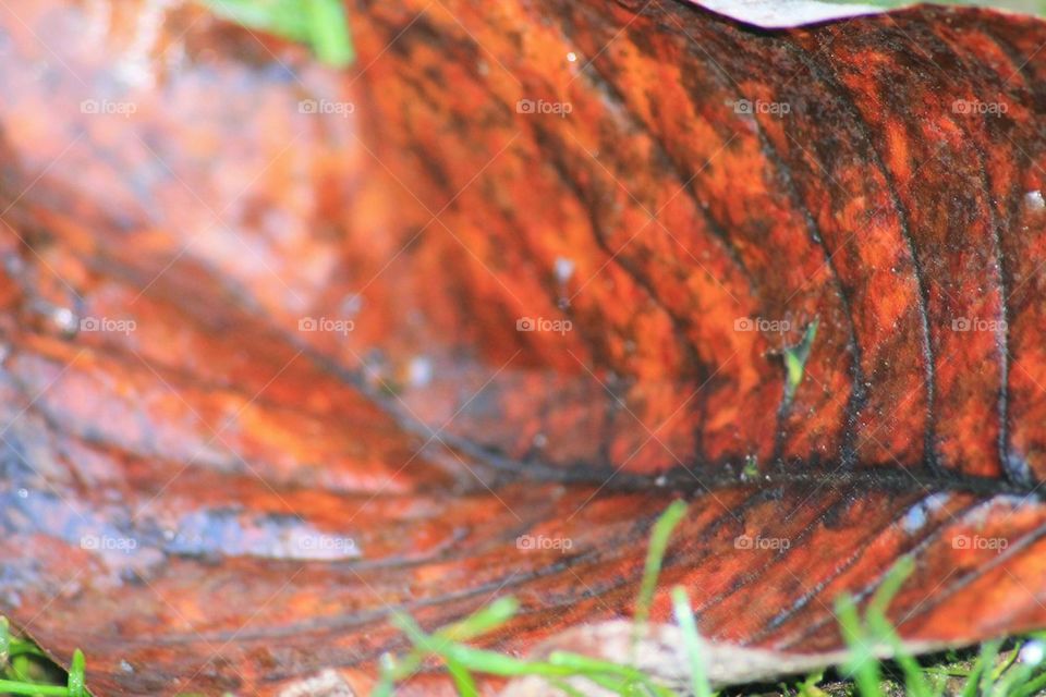 leaf up close