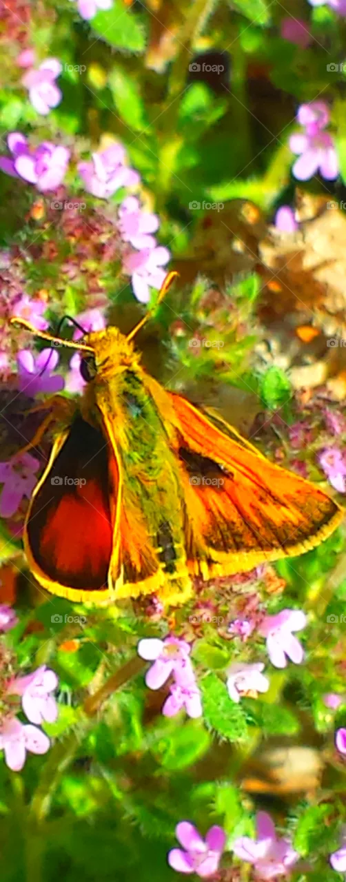 "Butterfly"