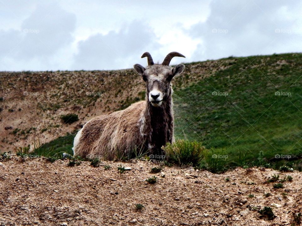 Mountain goat peering down at tourists 