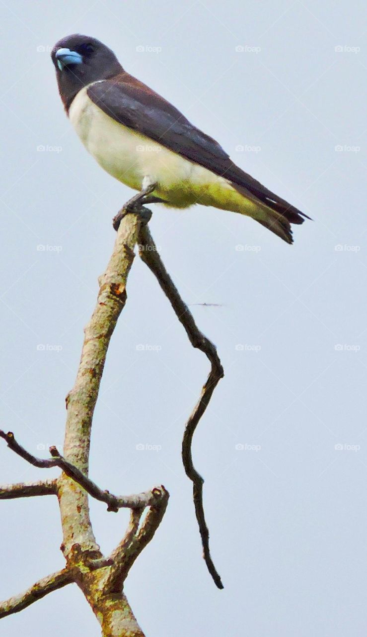 White-breasted woodswallow-this bird rests for a moment at the end of a twig ... gives me a chance ... to take a picture
