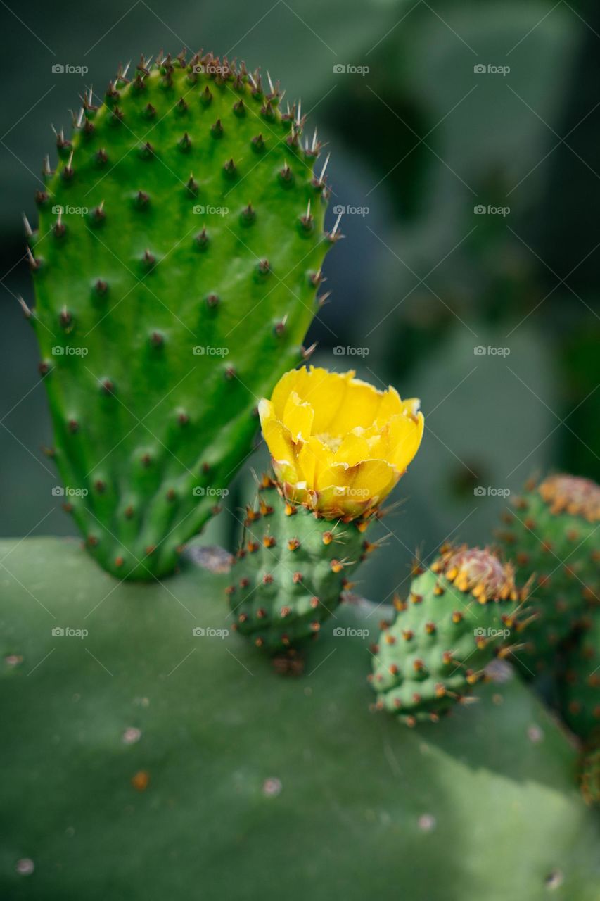 Blooming cactus opuntia. Close up photo of plants. Spring season