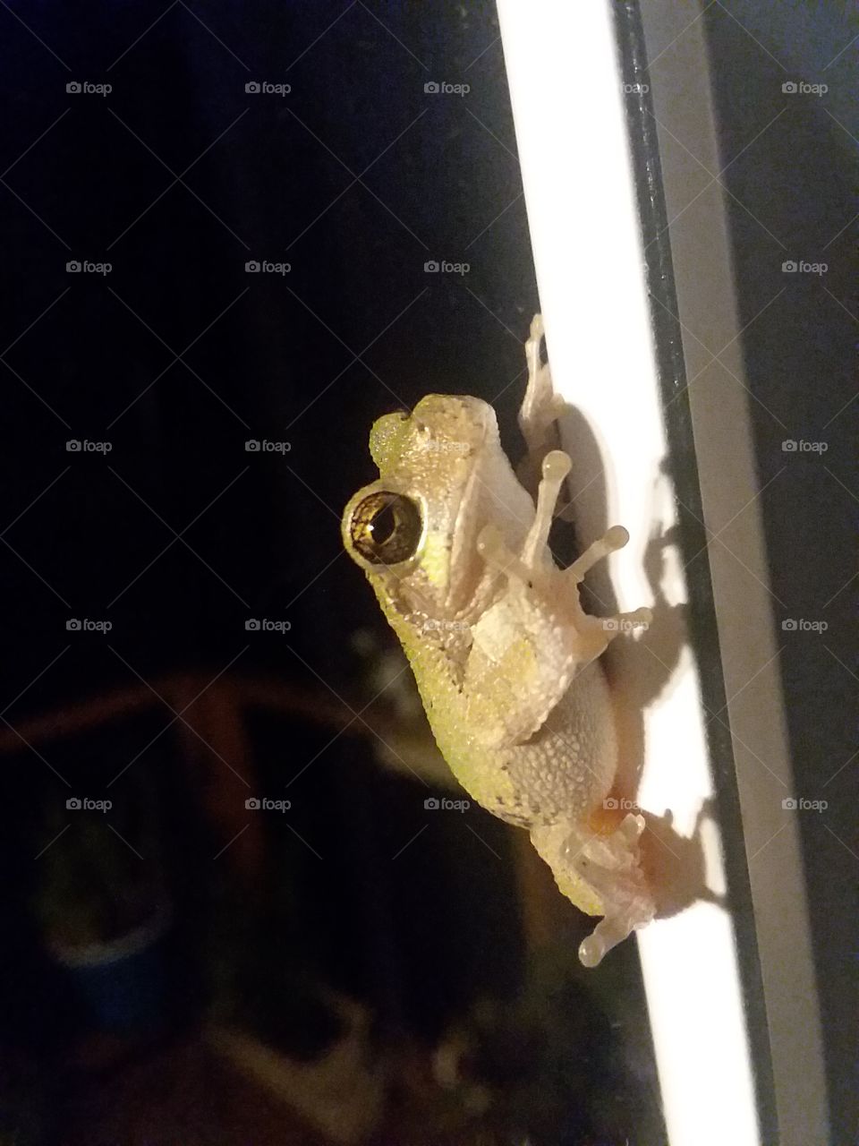 Tree frog on my door