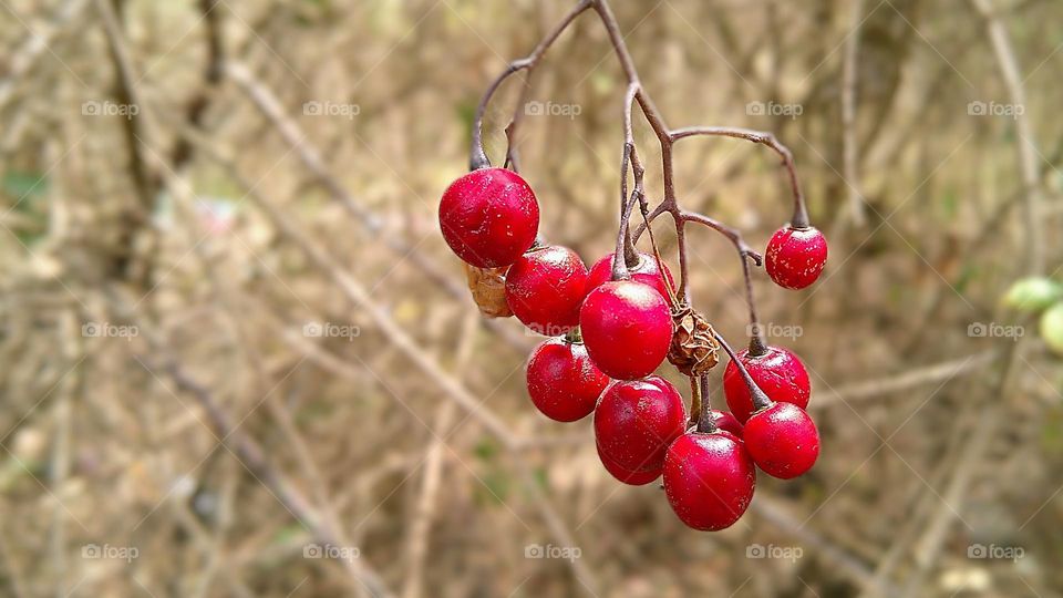 Wild fruits