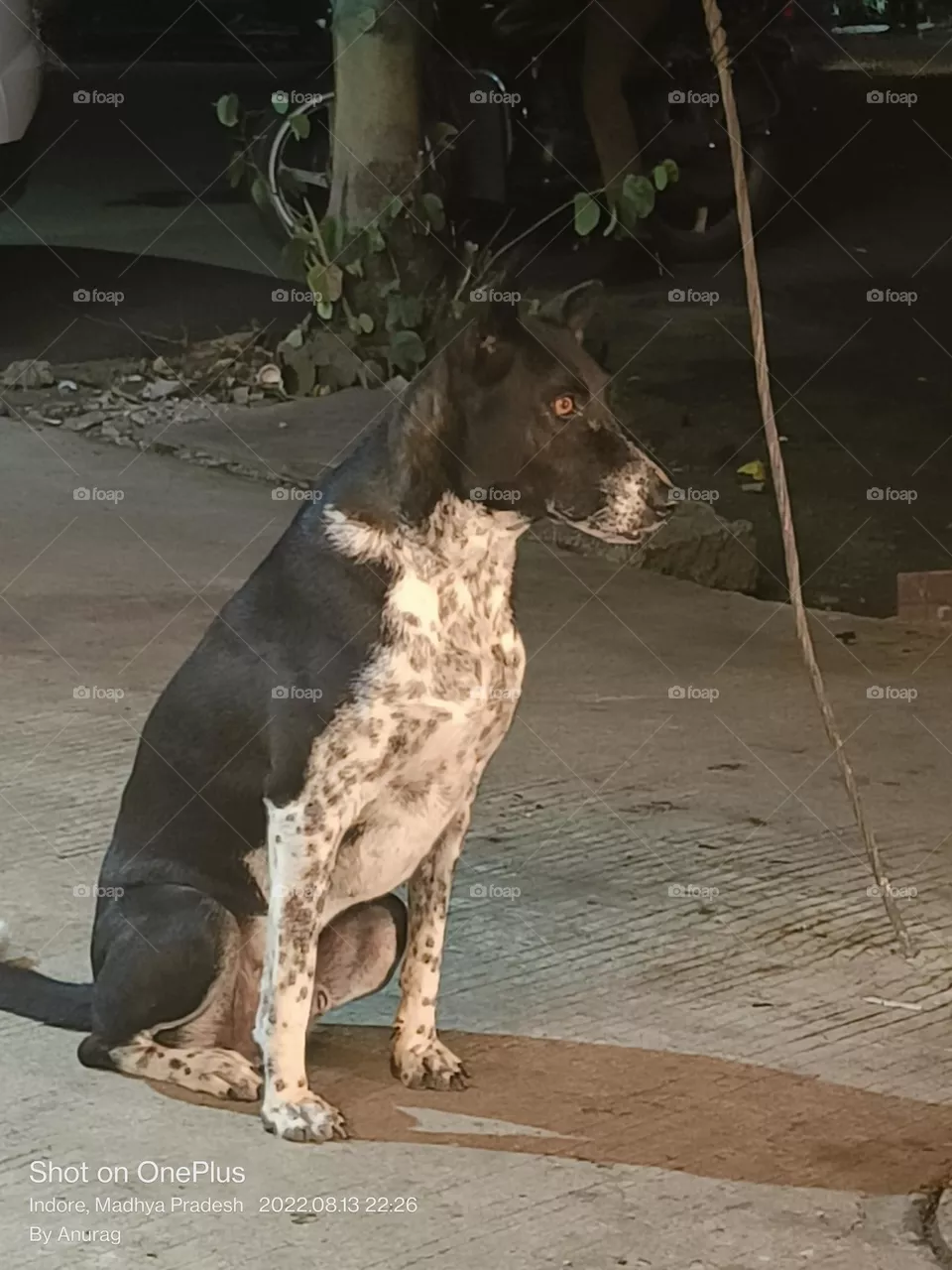 dog