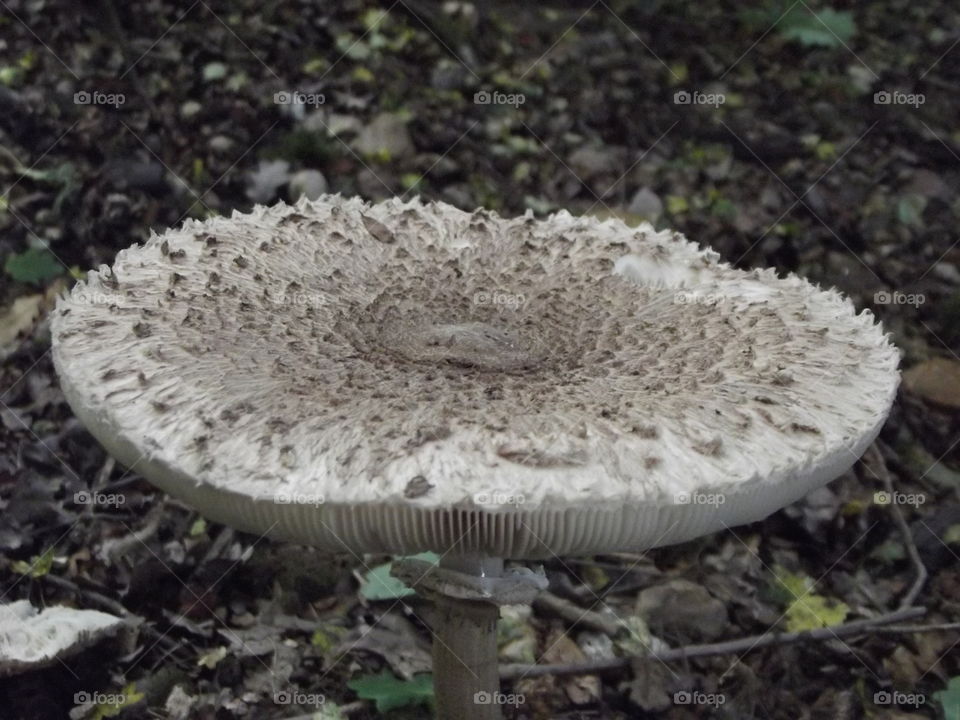 Woodland  Mushroom