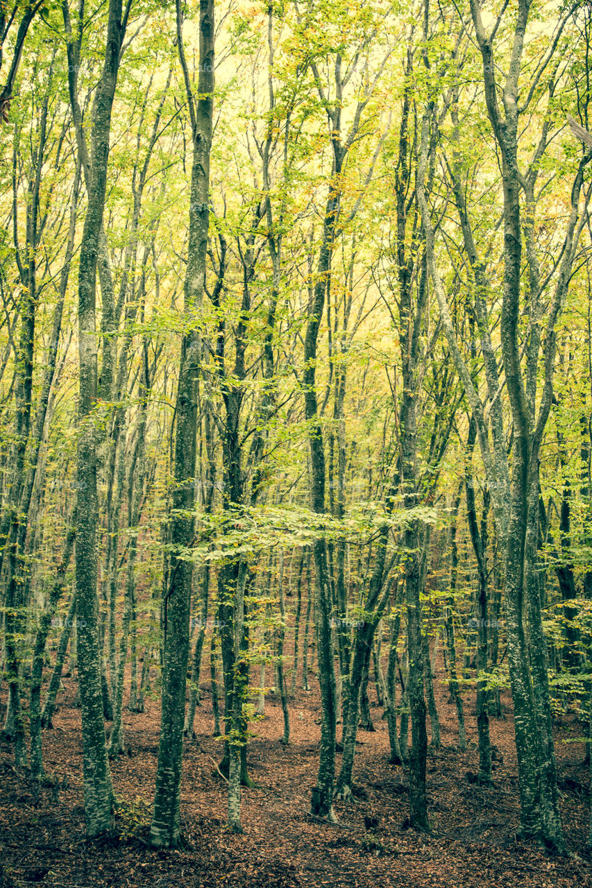 Wood, Nature, Landscape, Tree, Leaf