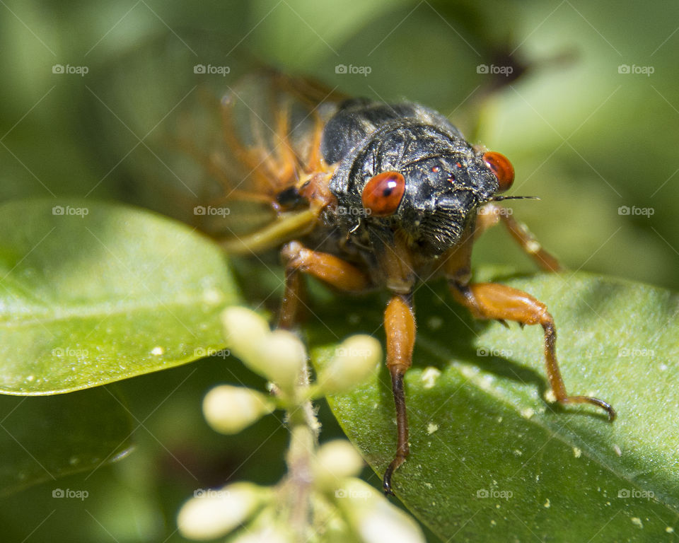 Seventeen Year Cicada on a leaf