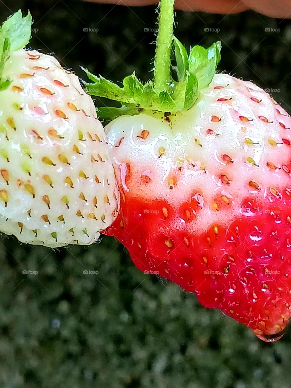 When colors meet in perfect contrast.
Quando as cores se encontram no contraste perfeito.