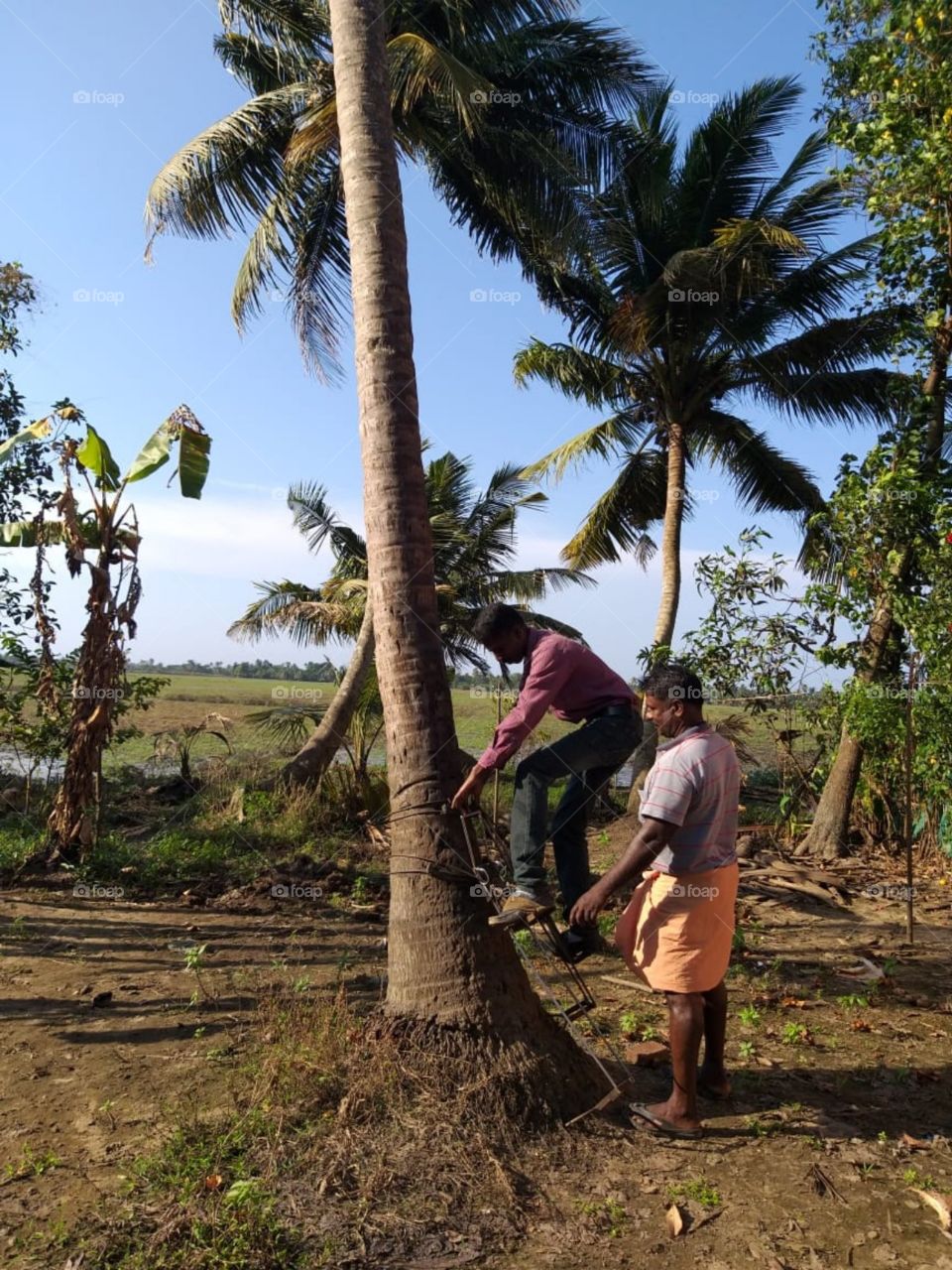 Kumarakom - "coconut climbing"