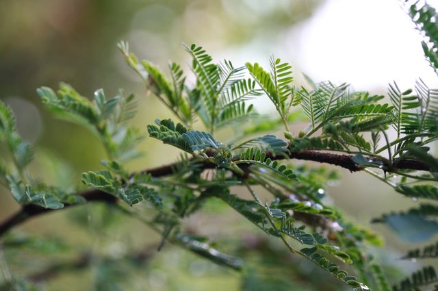 spring leaves in the tropics