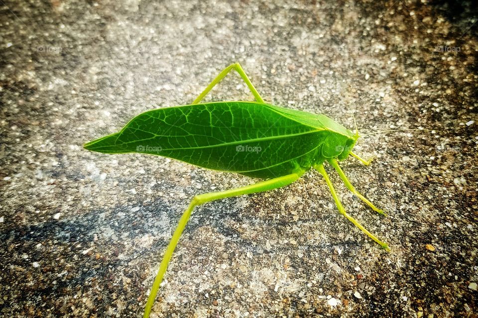 Green Grasshopper resembling like a leaf.
