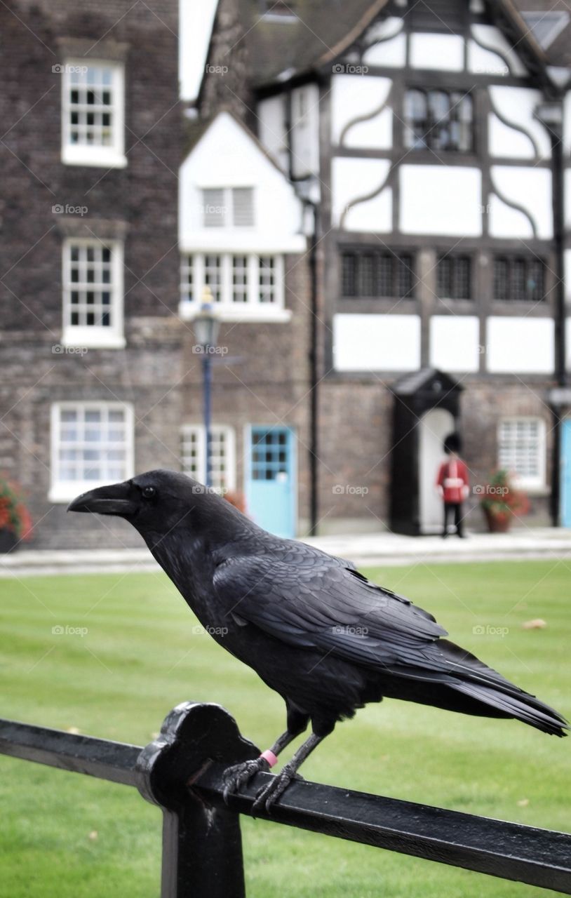 Raven at the Tower of London