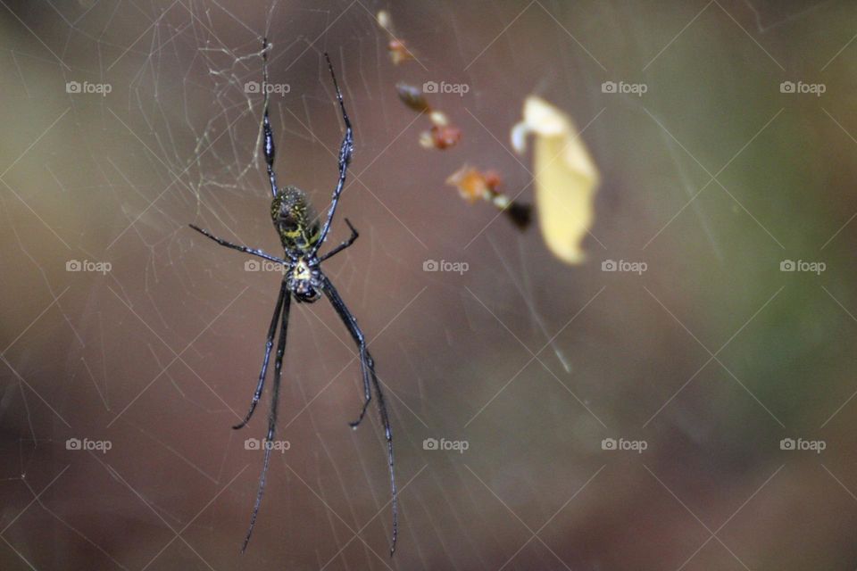 A close up shot of a creepy crawly 