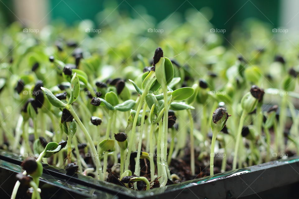 Micro greens, vegetables