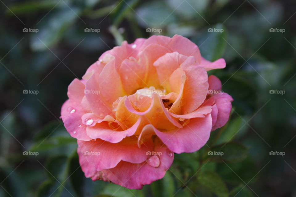 pink rose with water drops
