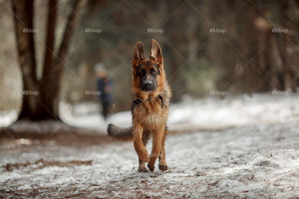 German shepherd 7-th months old puppy in a spring forest 