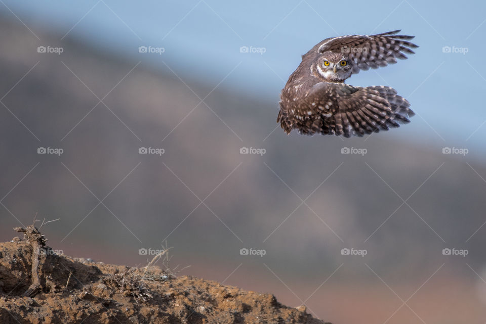 Owl bird flies while looking at the photographer