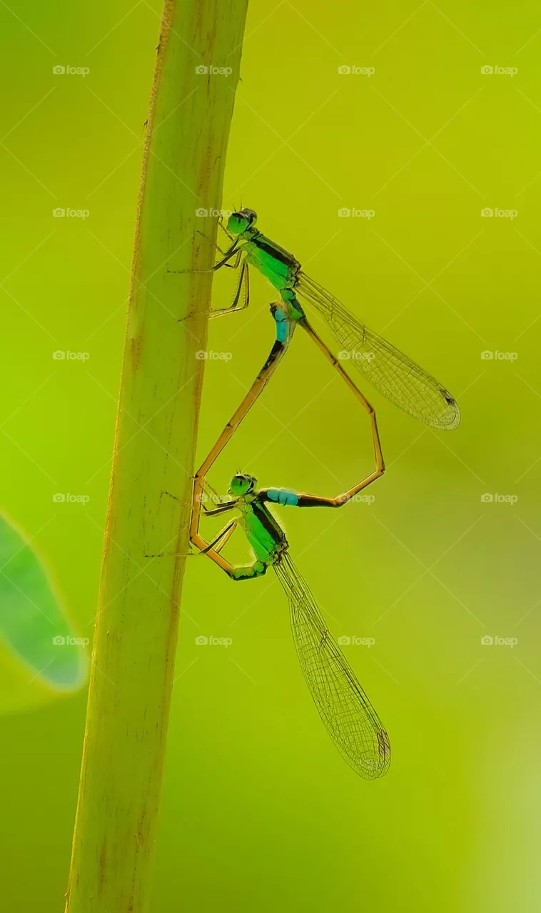 damselfly