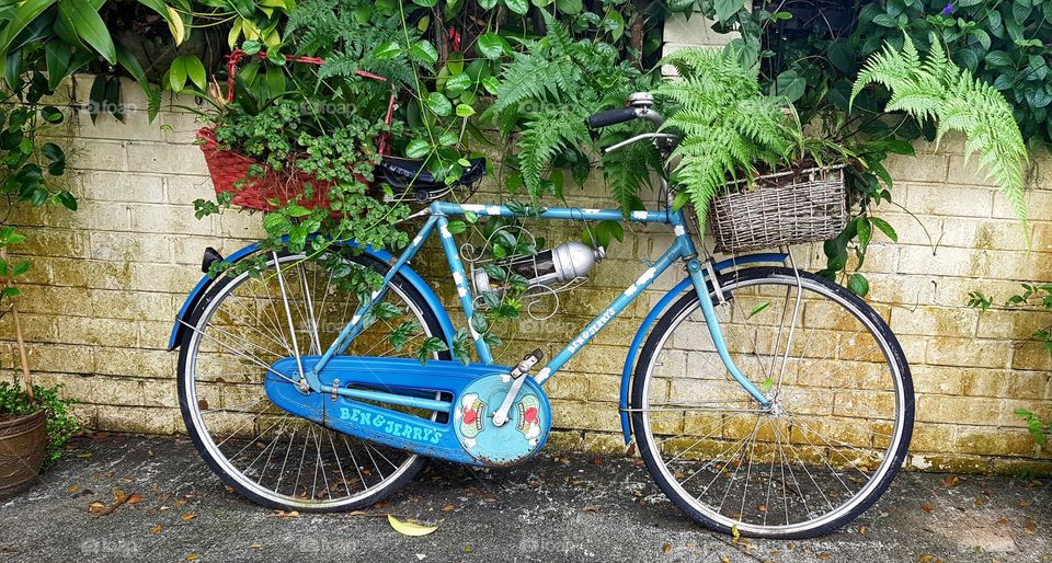 beautiful single blue bicycle along with plants