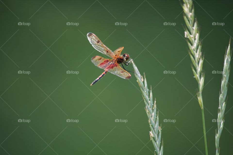 Dragonfly in the garden 