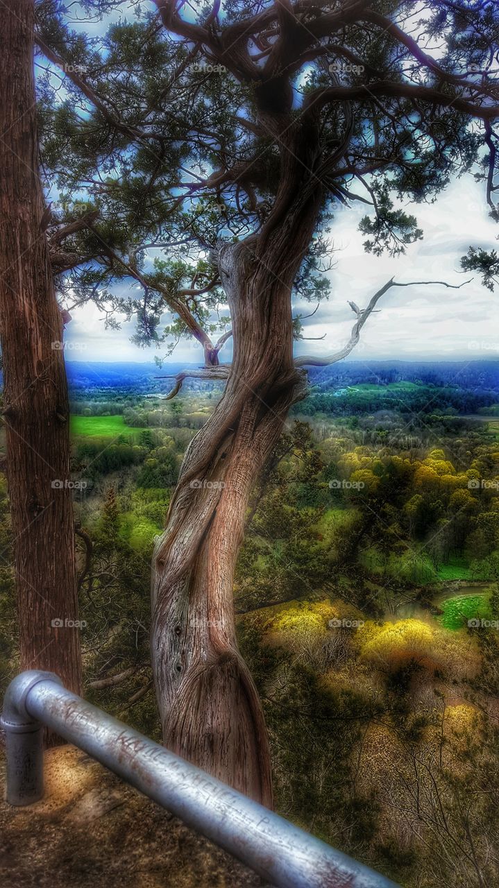 Scenic view of trees in autumn