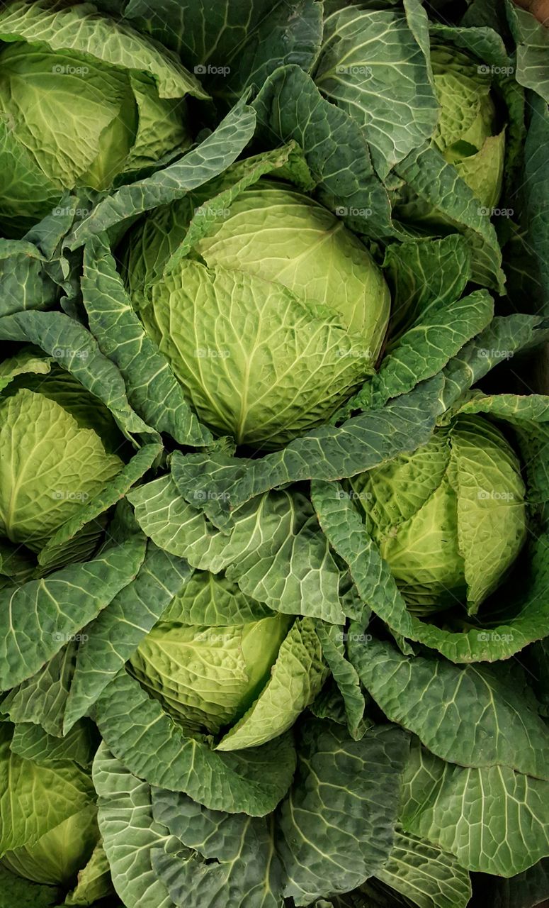 Green cabbage