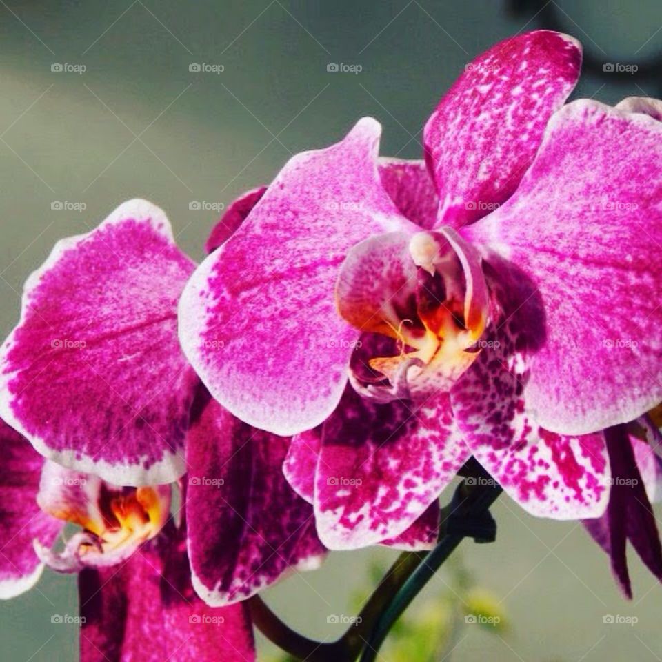 Orchidy, São Paulo, Brazil