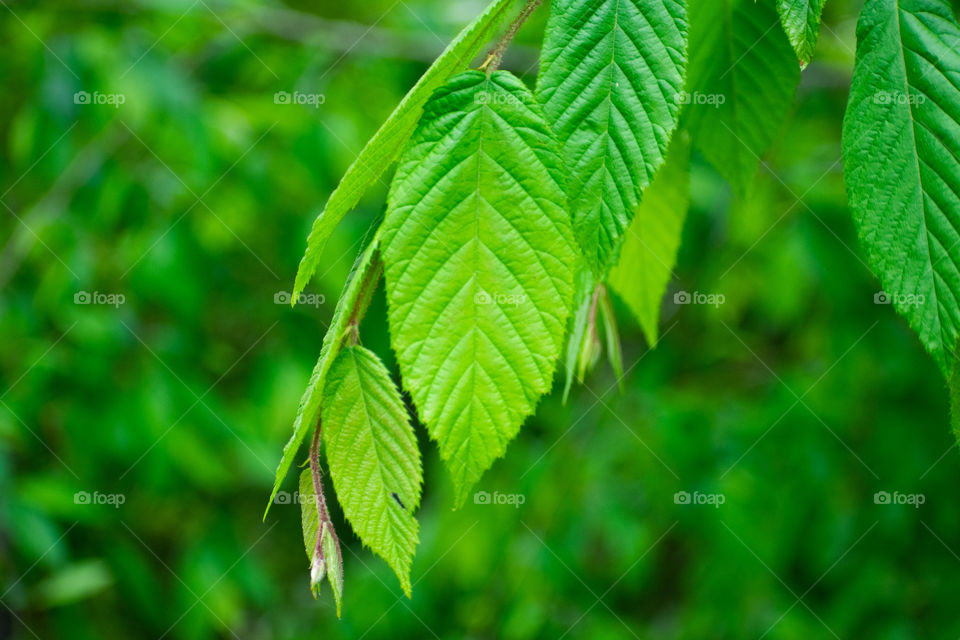 Textured, bright birch leaves