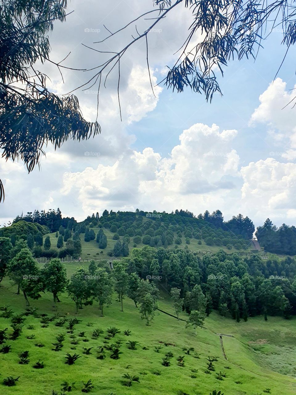 Overlooking the Greenery