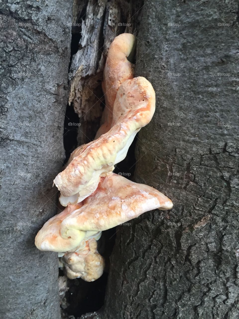 Natures unusual gifts. Unusual spiral of fungus growing out of knoll of hollow tree. 