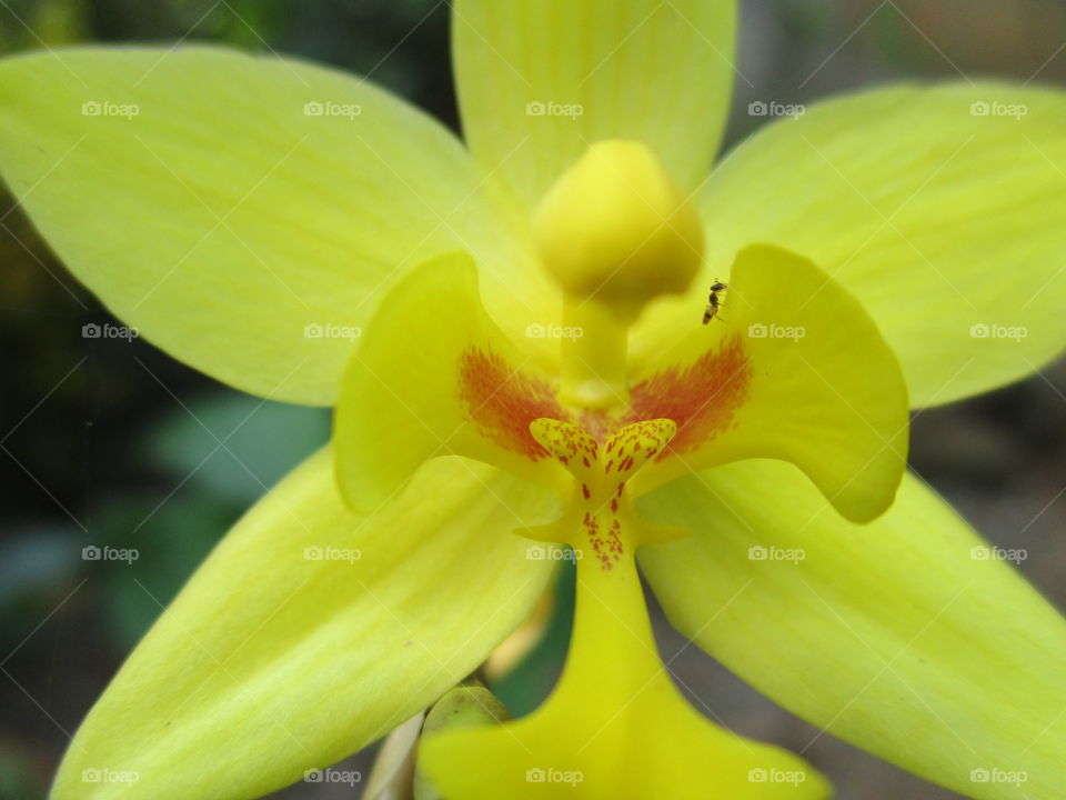 yellow orchids