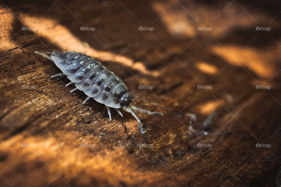 Bug inside the tree