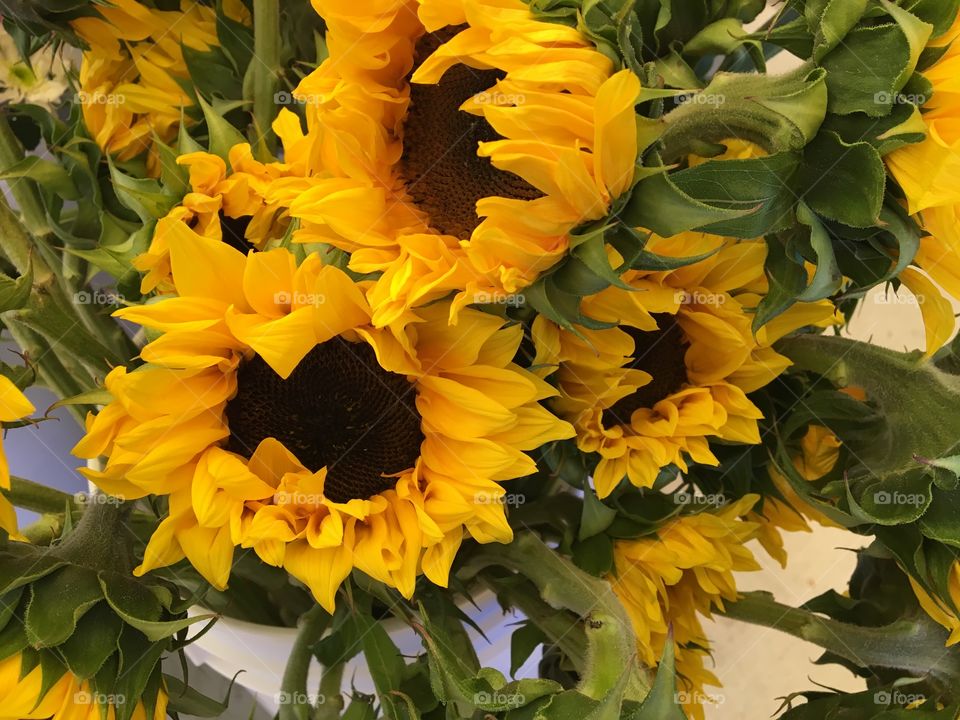 Sunflowers on Sundays