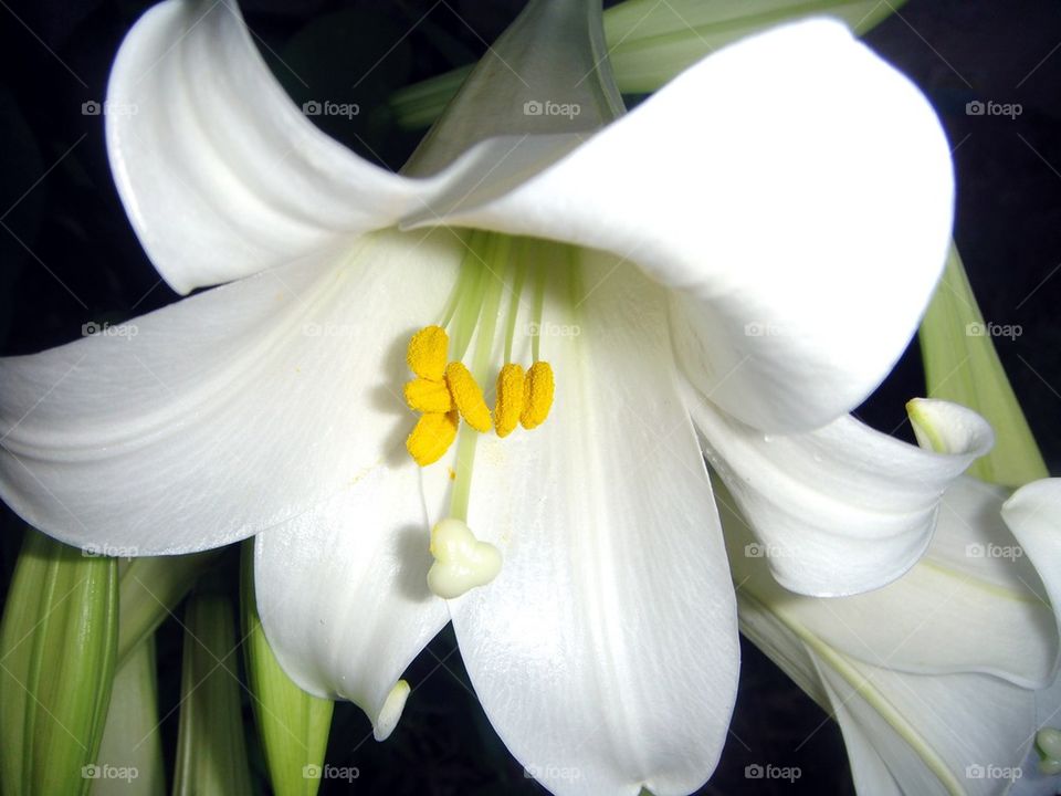 EASTER LILY TRADITIONAL
