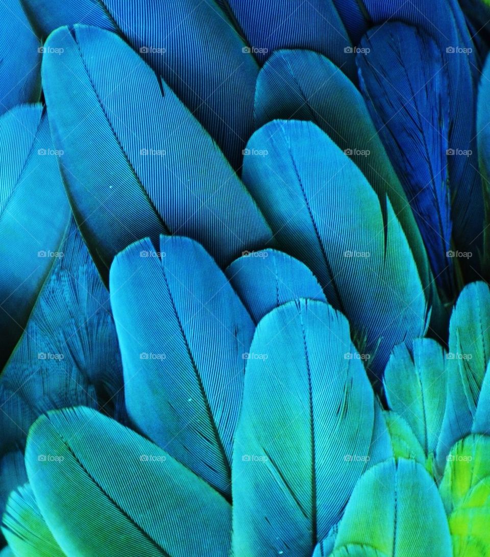 Blue Parrot Feathers