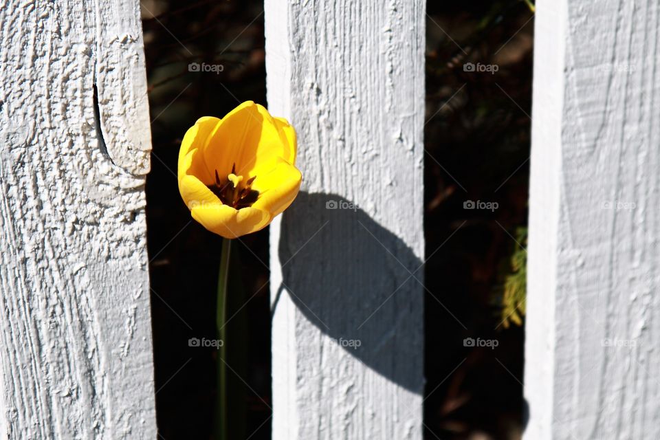 between the flower of see