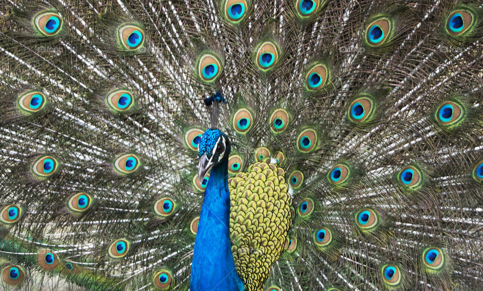 peacock