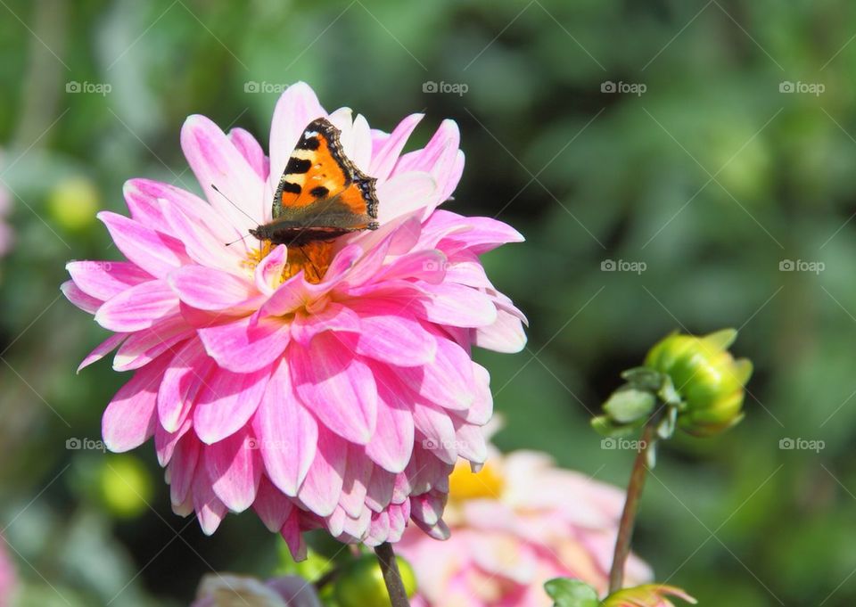 Butterfly pollinating on flower