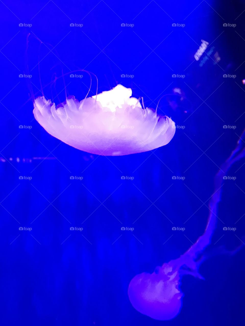 Jellyfish 