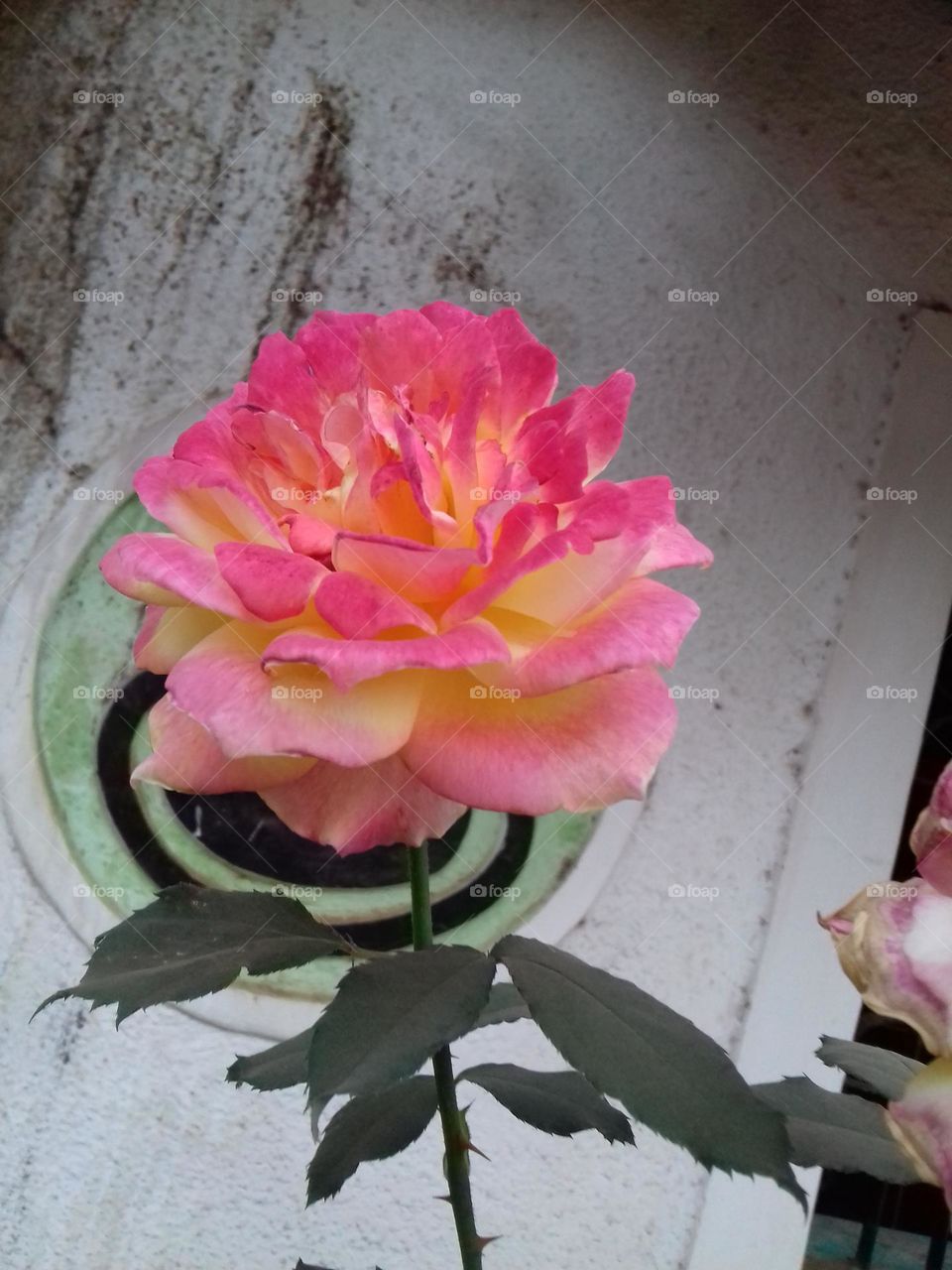 Indian multiple colour Rose