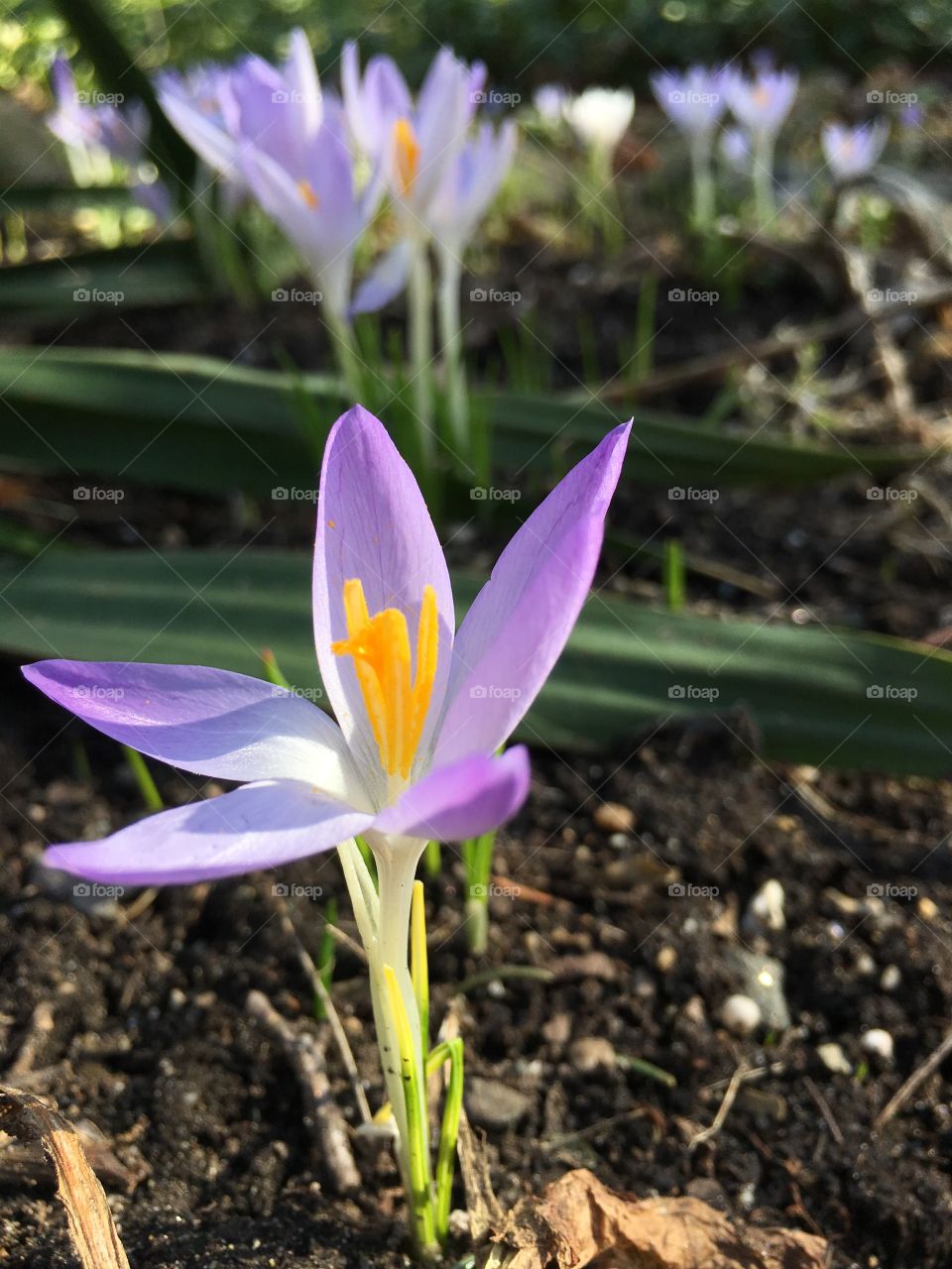 Crocus