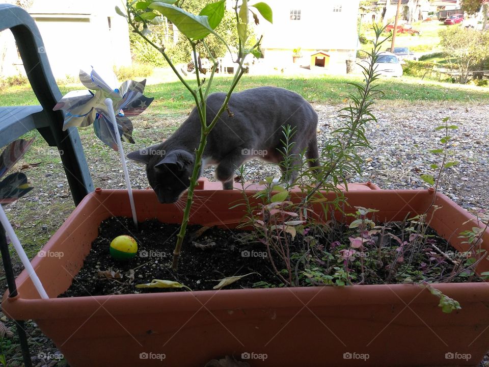 Ann's kitten, in planters pot.