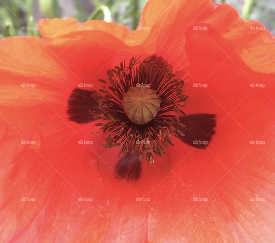 Heart of poppy 
