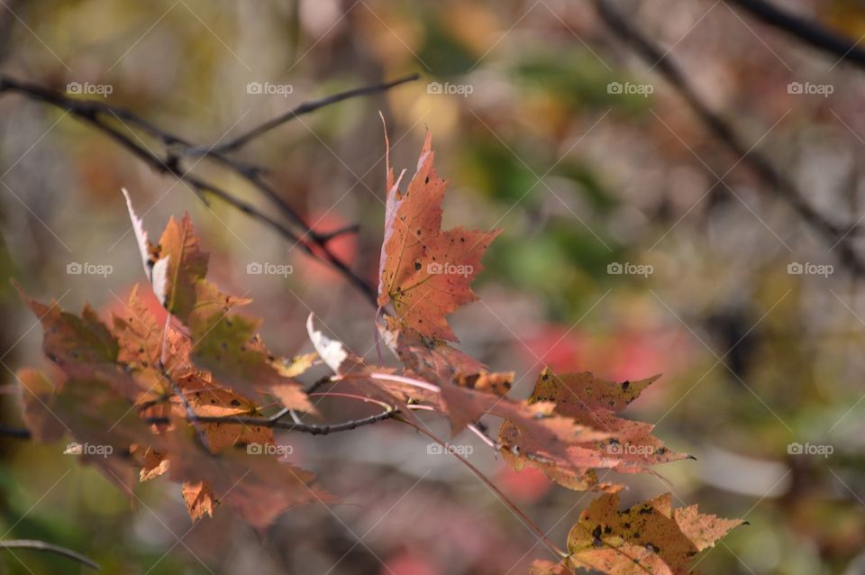 Autumn in Ohio. 🌿🍃🍂🍁